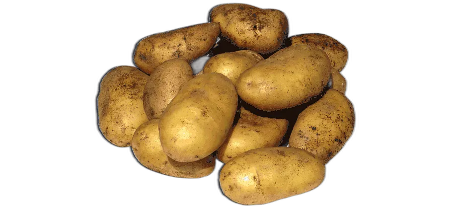 Papa Loma lb