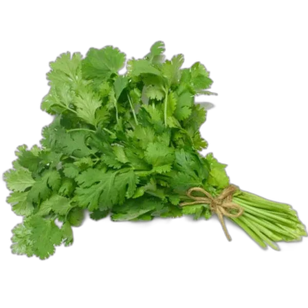 [rupro_00092] Cilantro Manojo